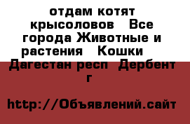 отдам котят крысоловов - Все города Животные и растения » Кошки   . Дагестан респ.,Дербент г.